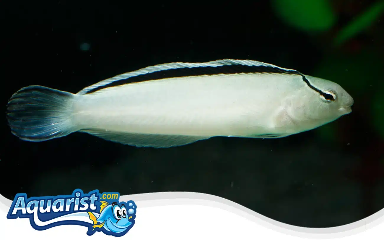 Smith’s Fangblenny Smith's Fangblenny