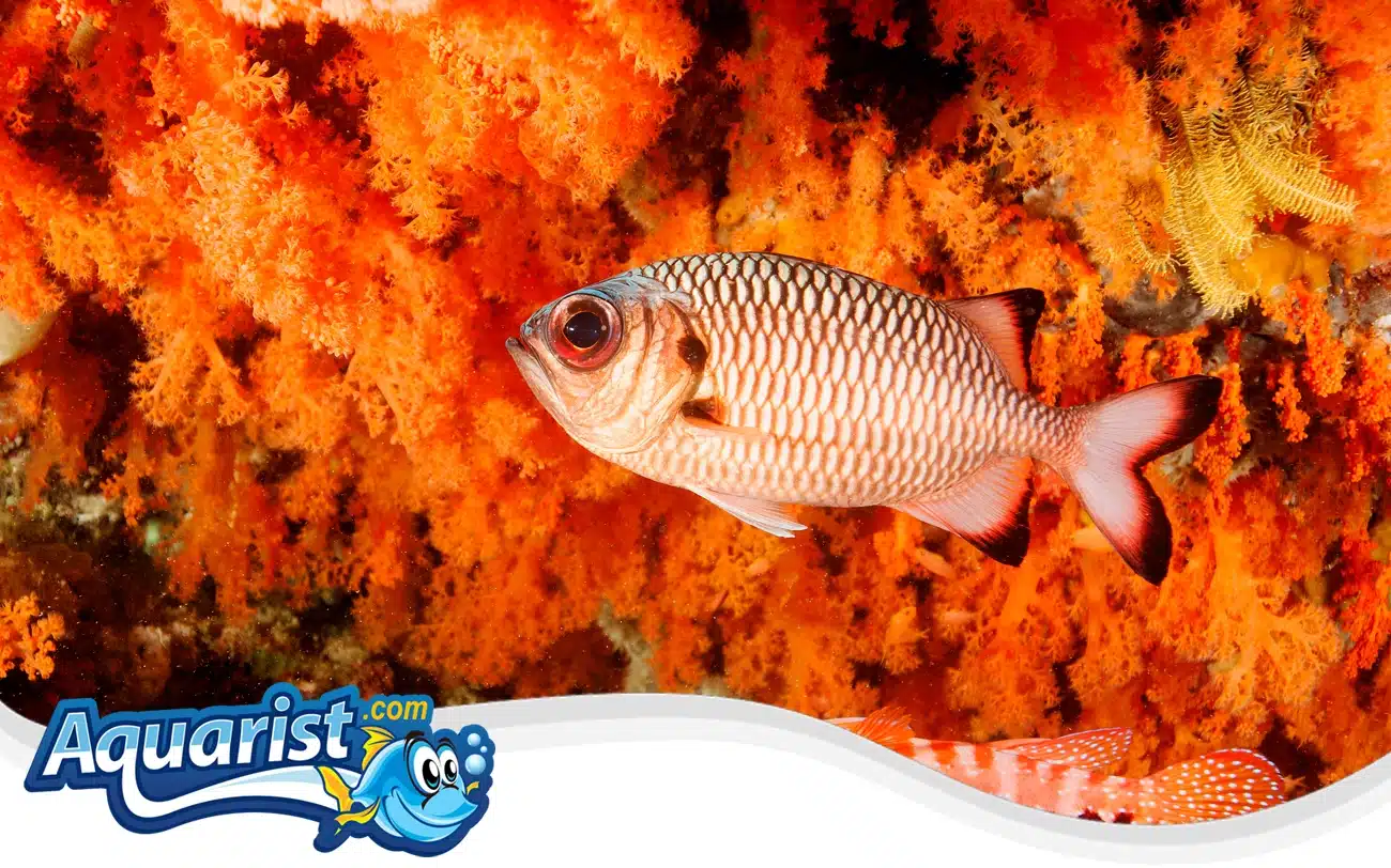 Darkfin Soldierfish Darkfin Soldierfish