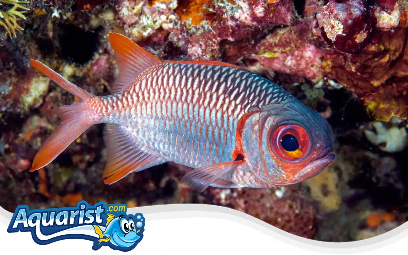 Violet Soldierfish Violet Soldierfish