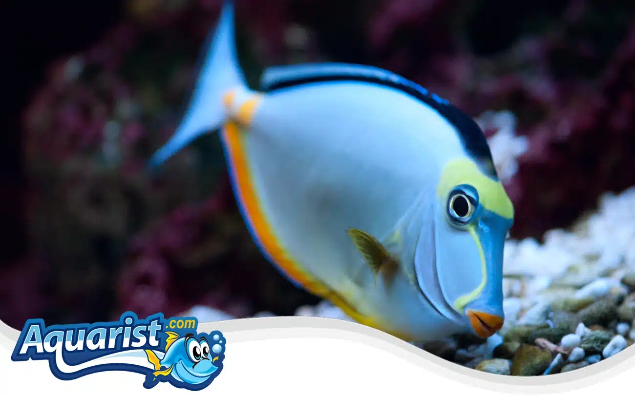 Naso Tang Naso Tang