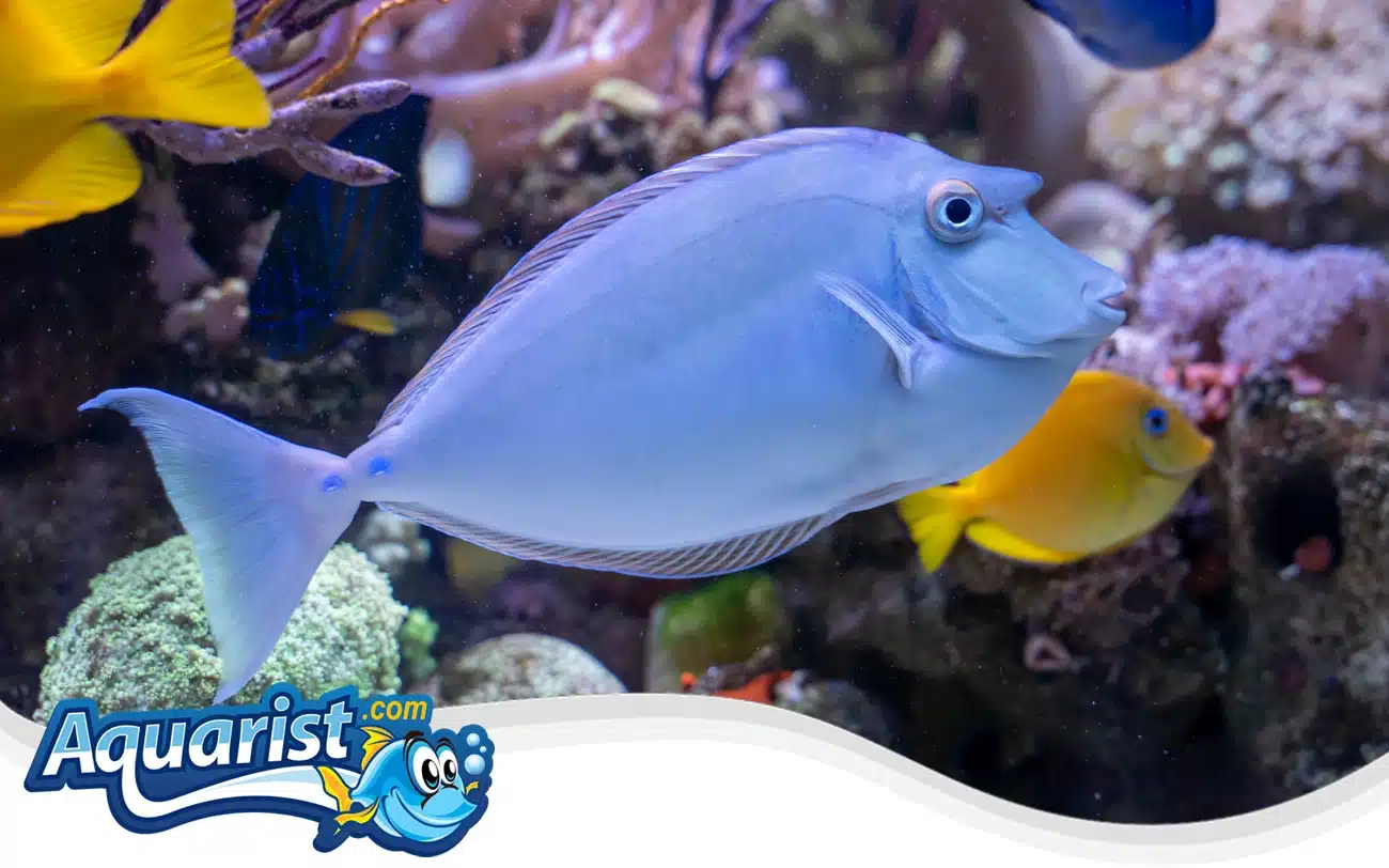 Bluespine Unicorn Tang Bluespine Unicorn Tang