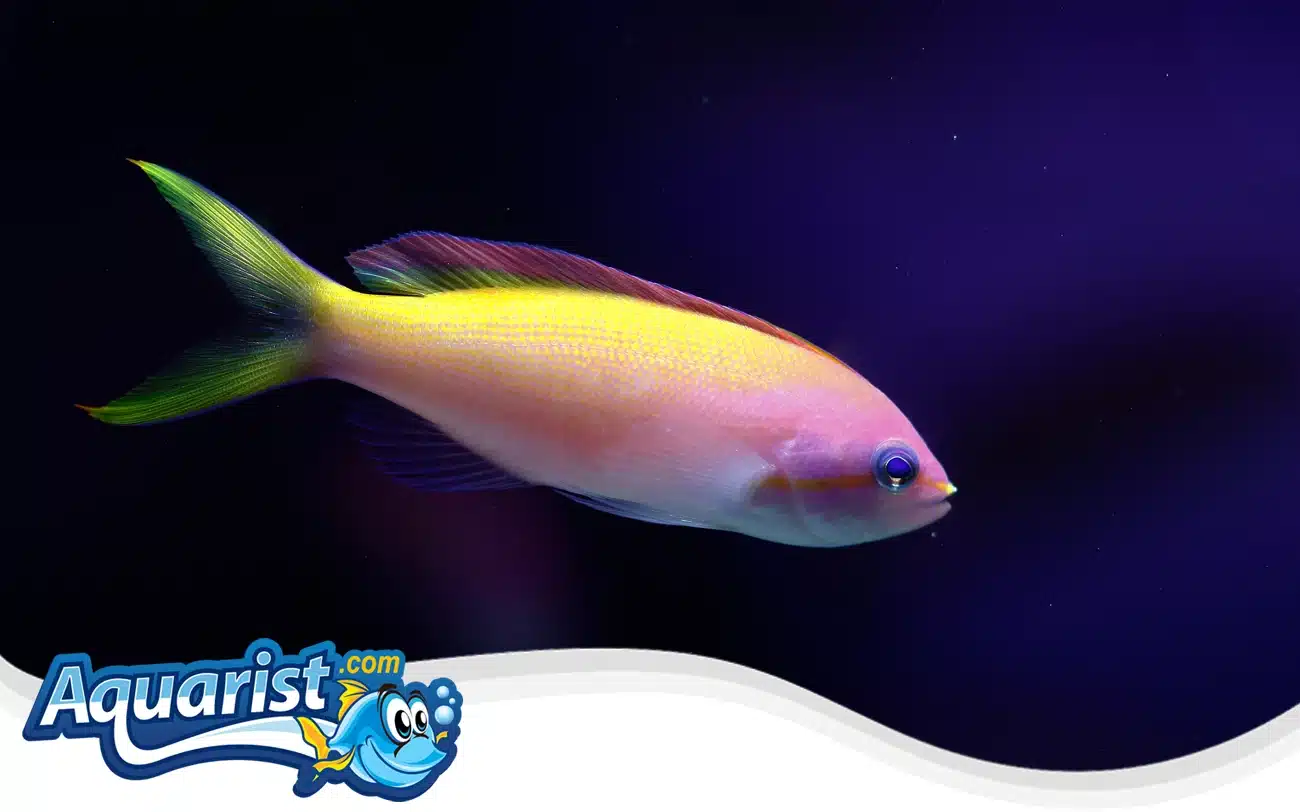 Carberry’s Anthias Carberry's Anthias