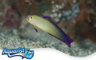 Decorated Dartfish