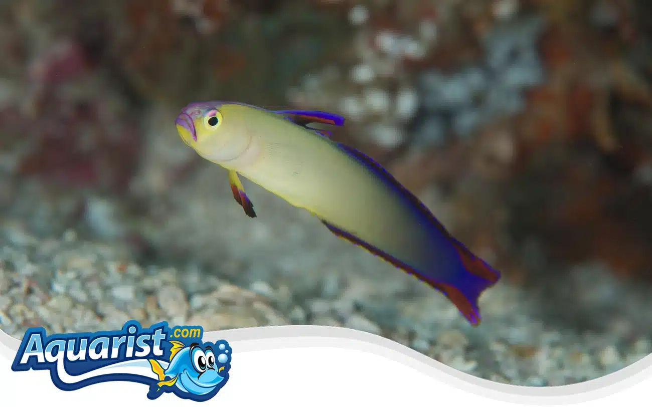 Decorated Dartfish Decorated Dartfish