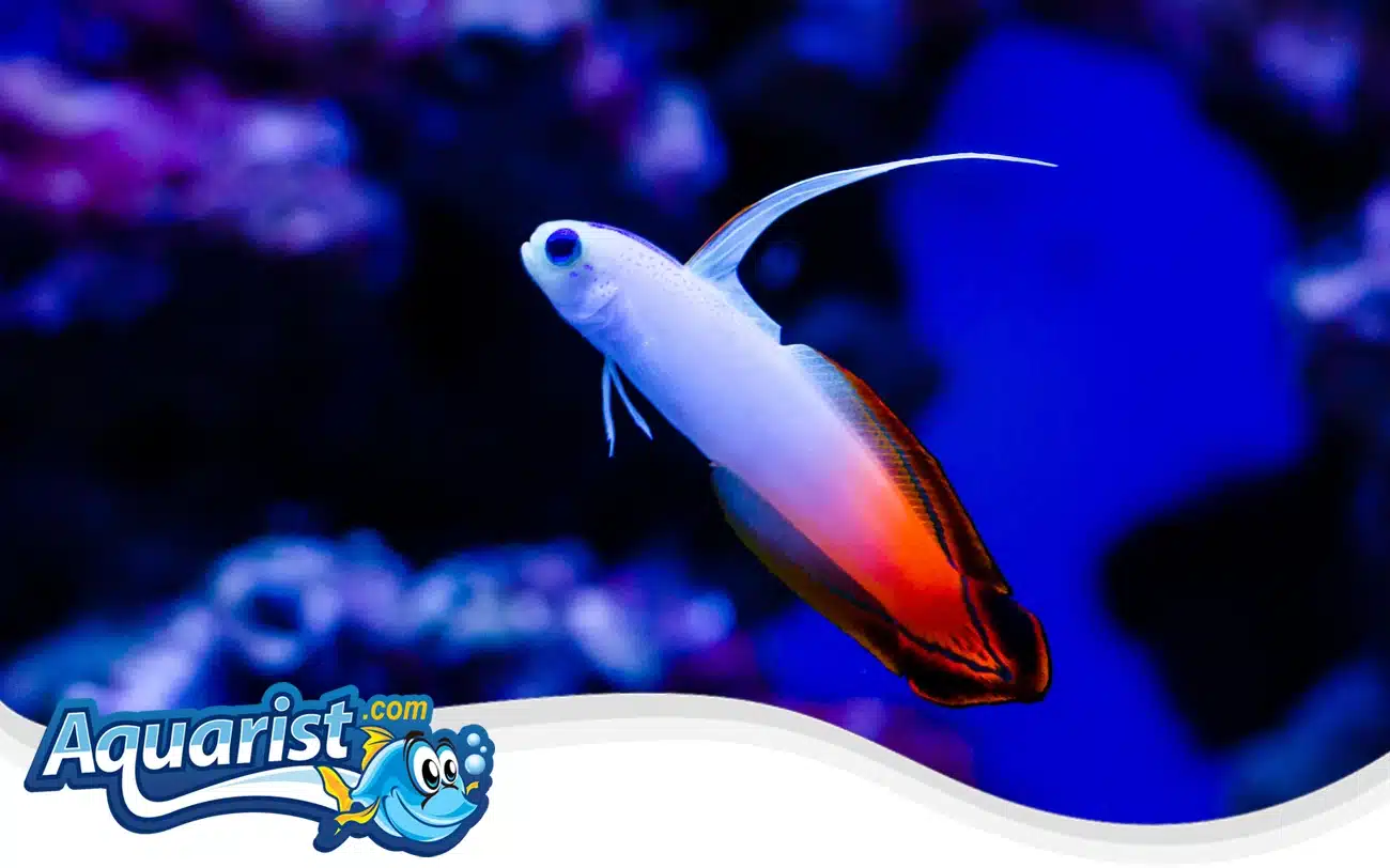 Firefish Goby Firefish Goby
