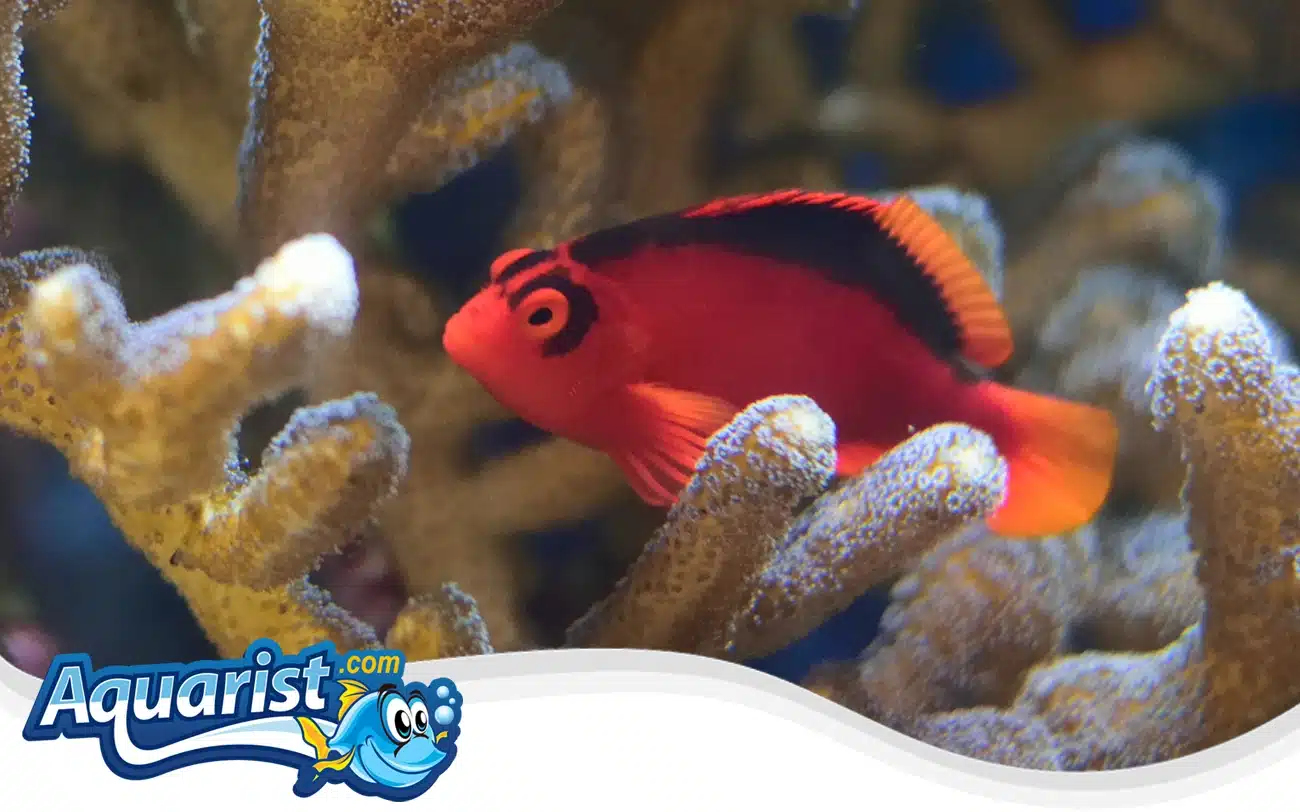 Flame Hawkfish