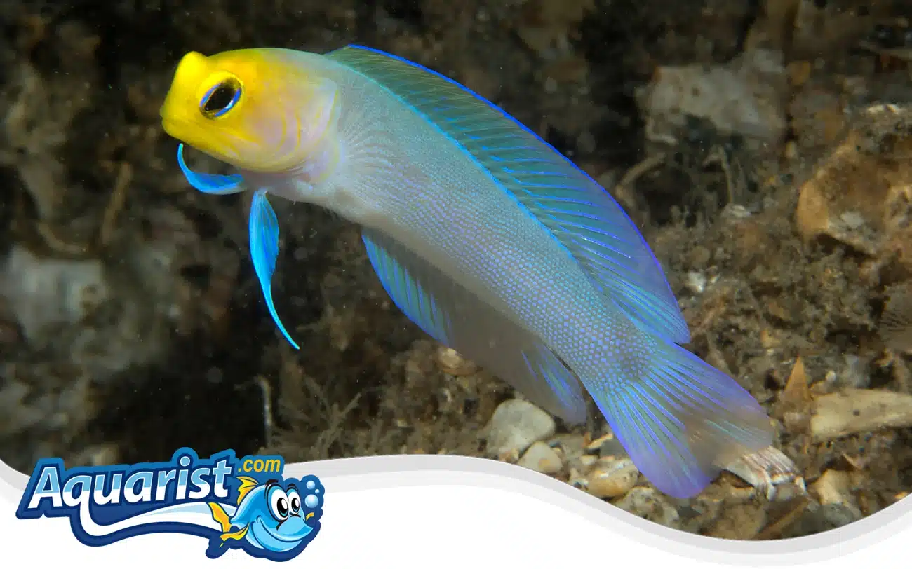 Yellowhead Jawfish Yellowhead Jawfish