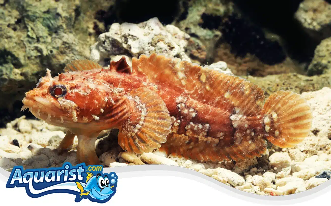 Gulf Toadfish