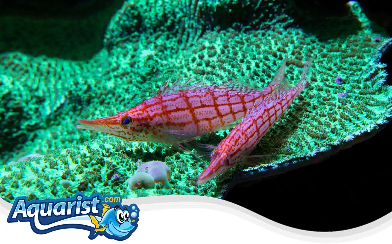 Longnose Hawkfish Longnose Hawkfish