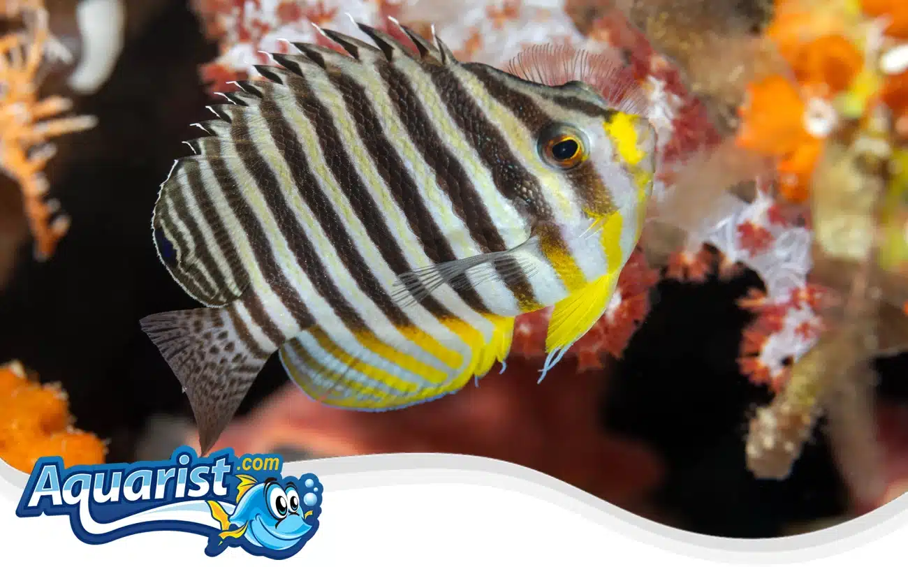 Multi-barred Angelfish Multi-barred Angelfish