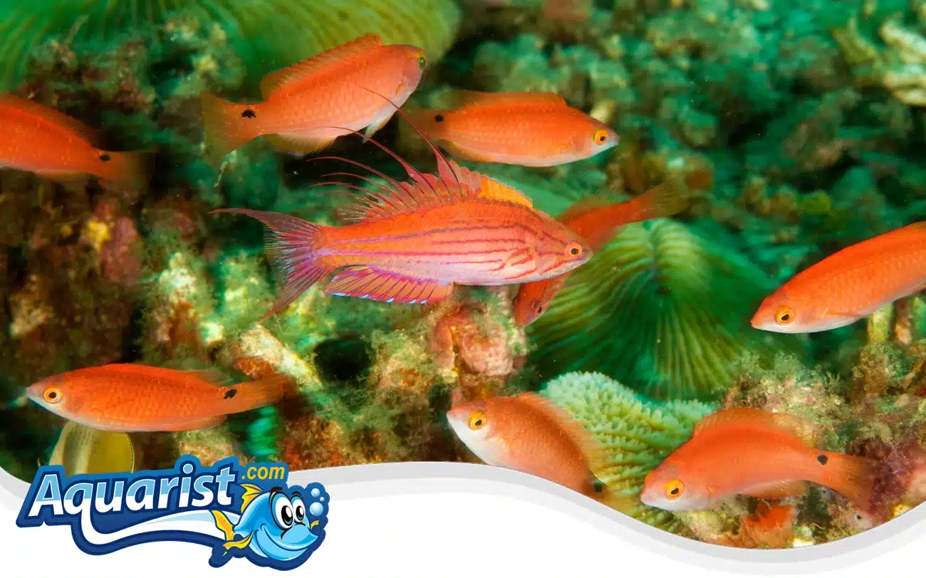 Filamented Flasher Wrasse Filamented Flasher Wrasse