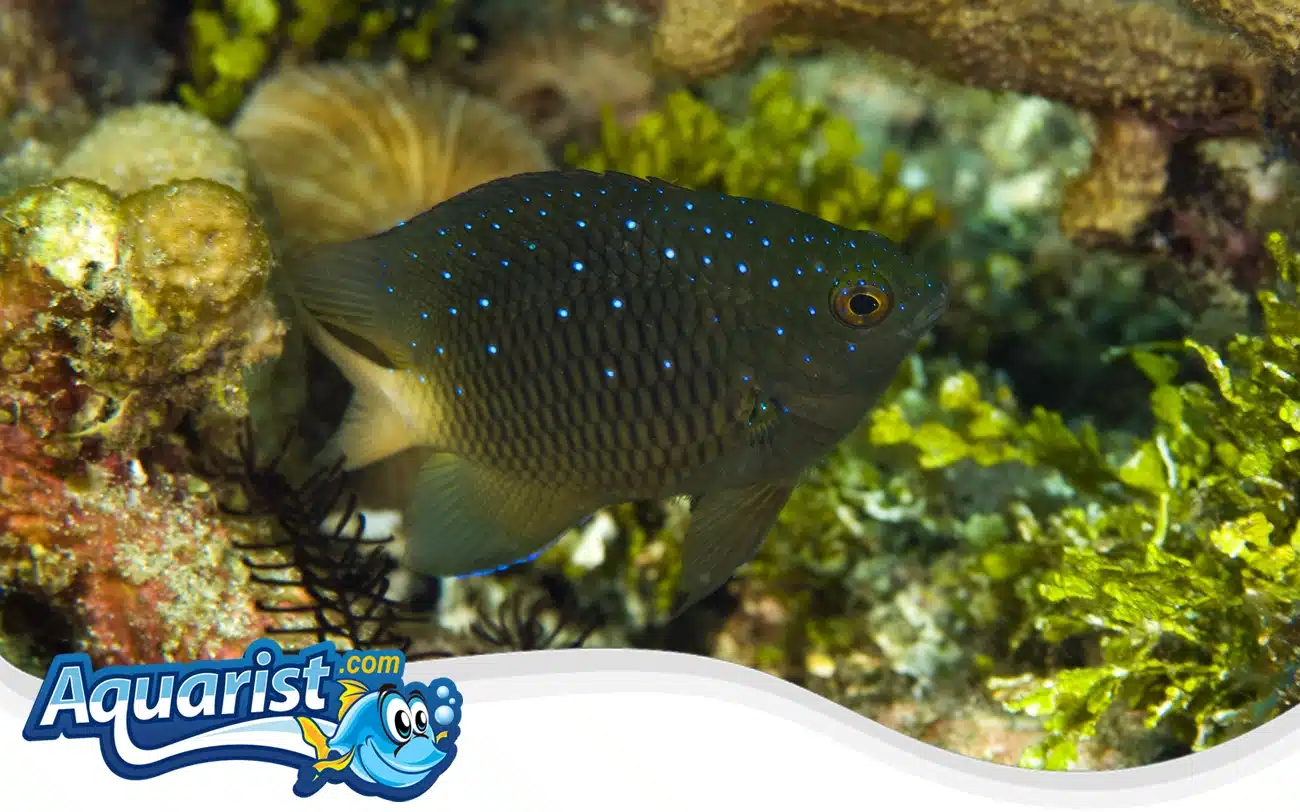 Jewel Damselfish Jewel Damselfish