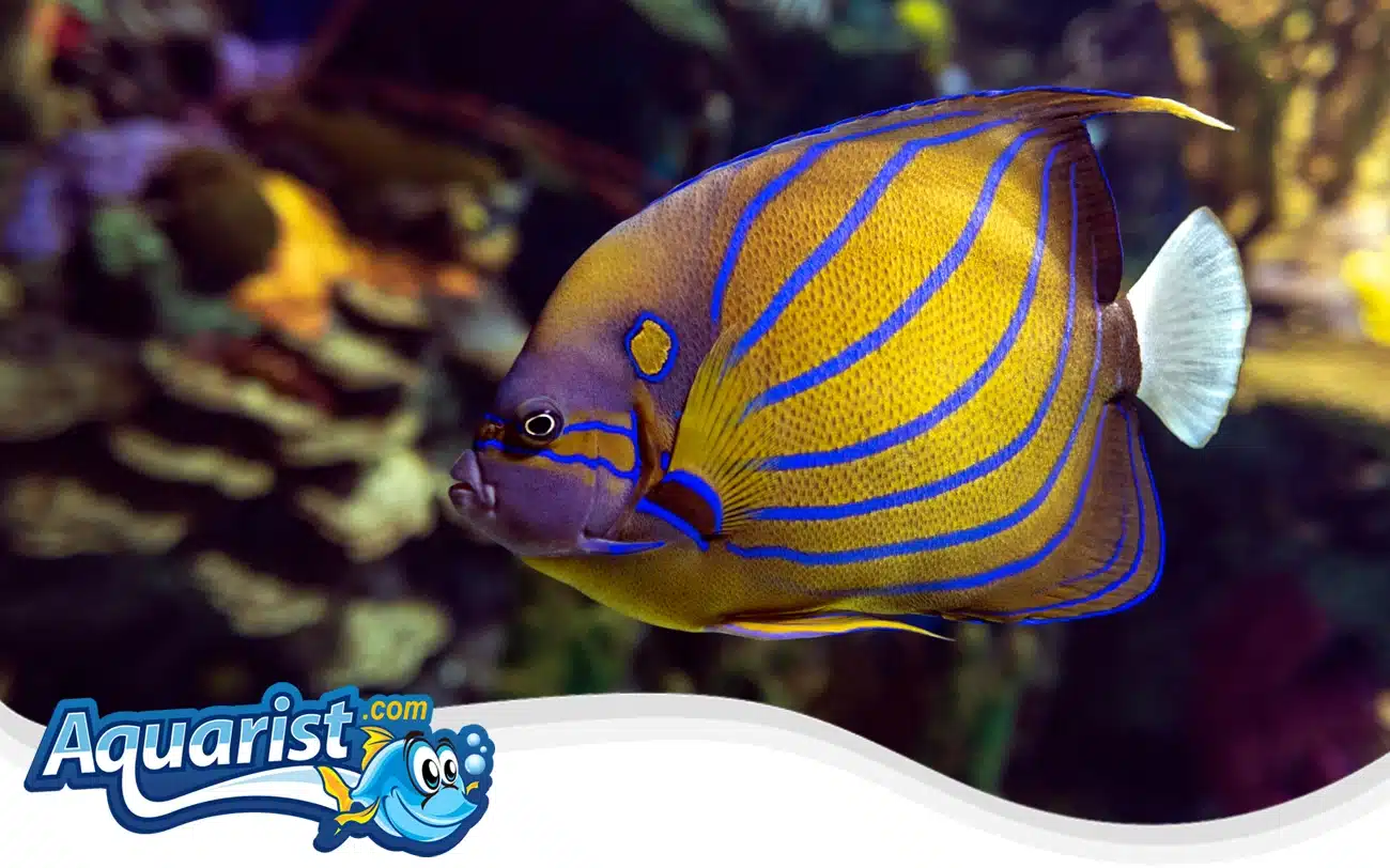 Blue Ring Angelfish Blue Ring Angelfish
