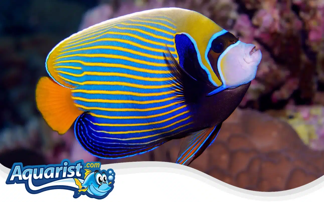 Emperor Angelfish Emperor Angelfish