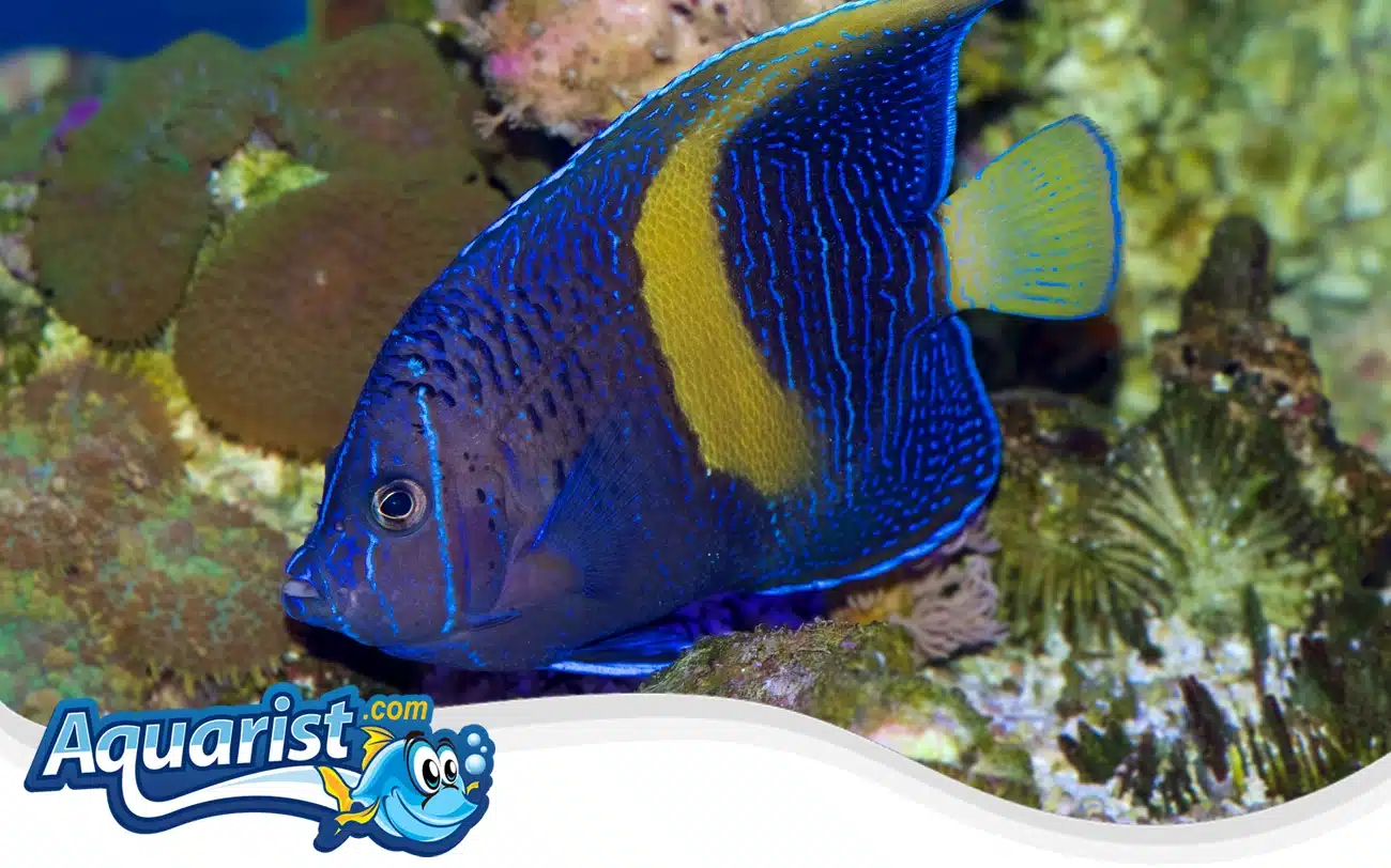 Yellowbar Angelfish Yellowbar Angelfish