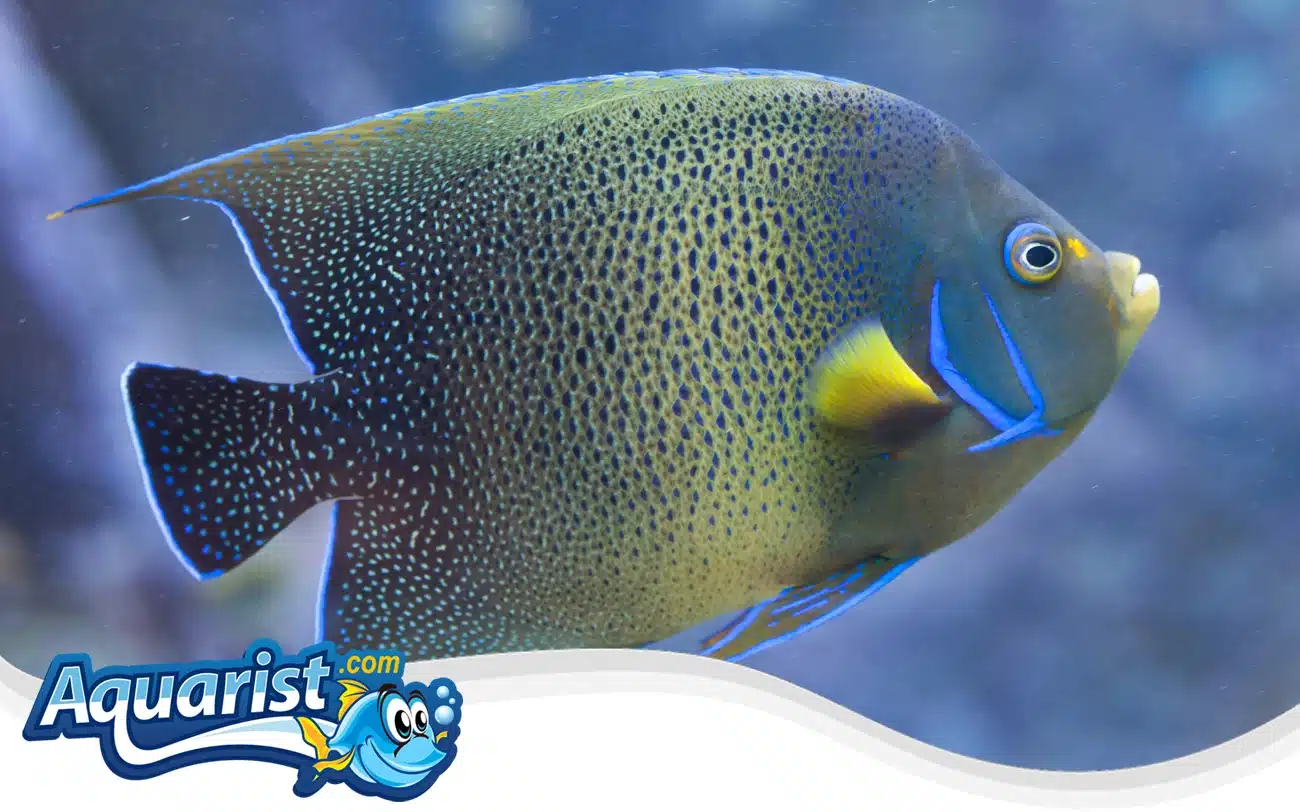 Koran Angelfish Koran Angelfish