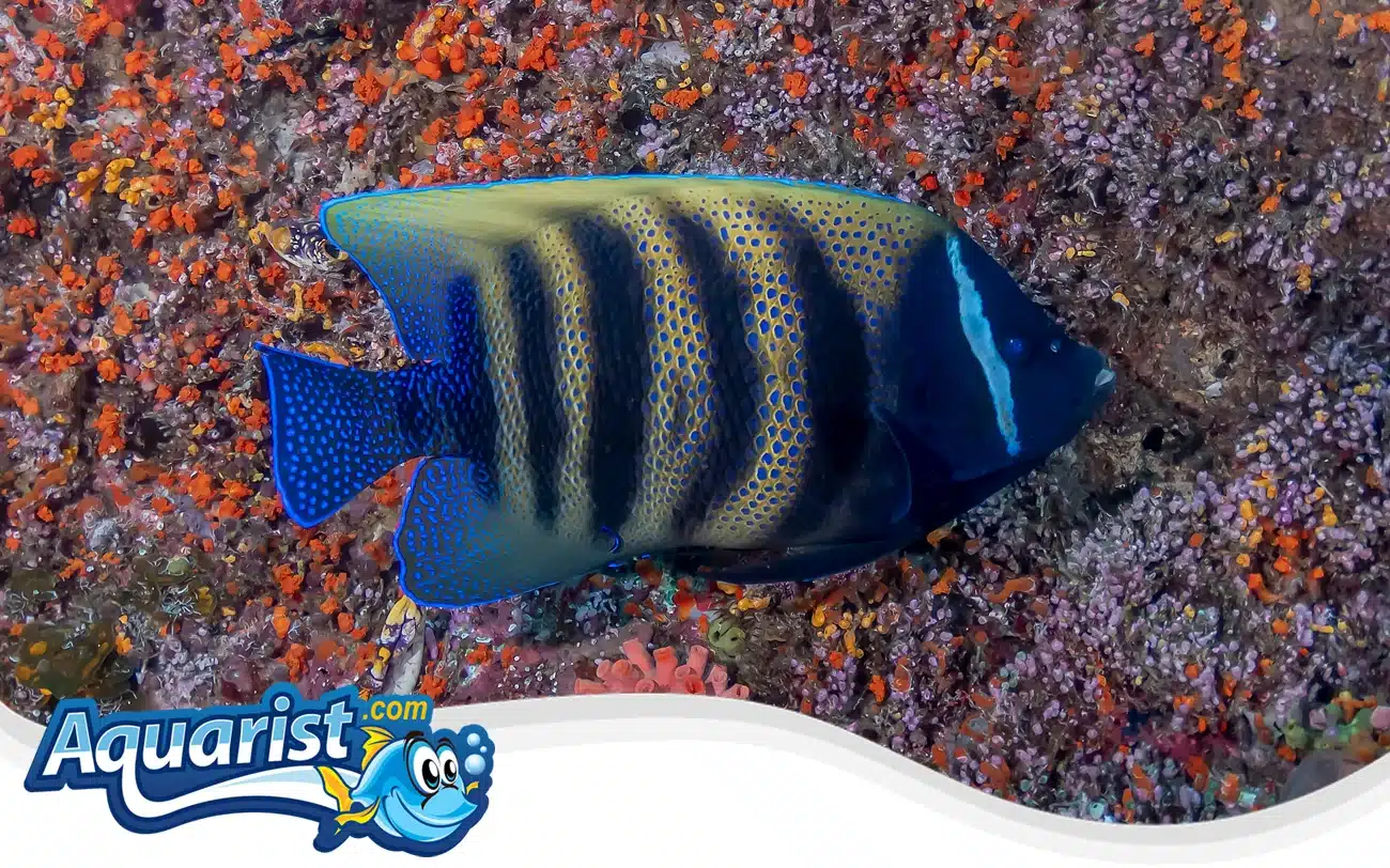 Sixbar Angelfish Sixbar Angelfish