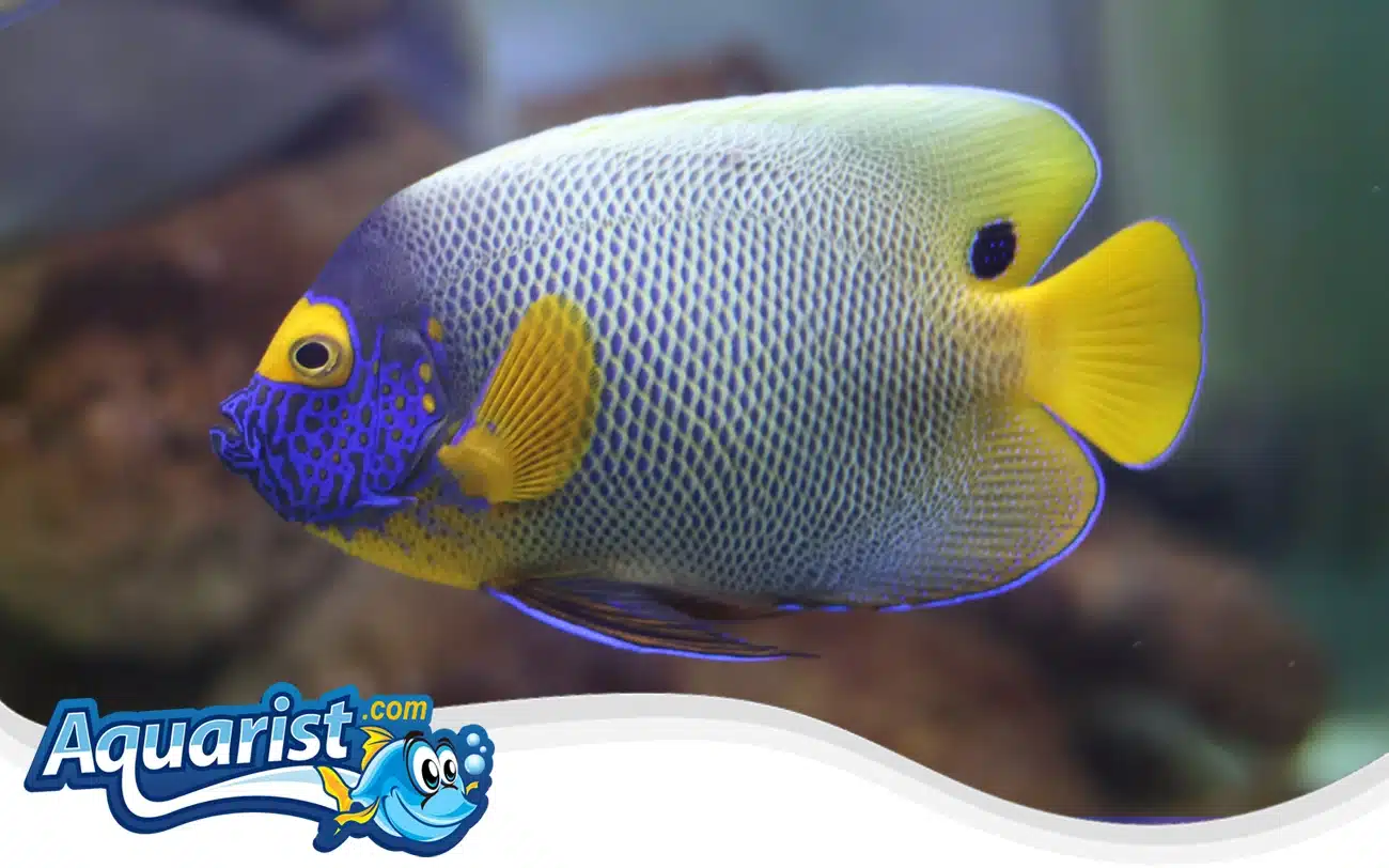 Blueface Angelfish Blueface Angelfish