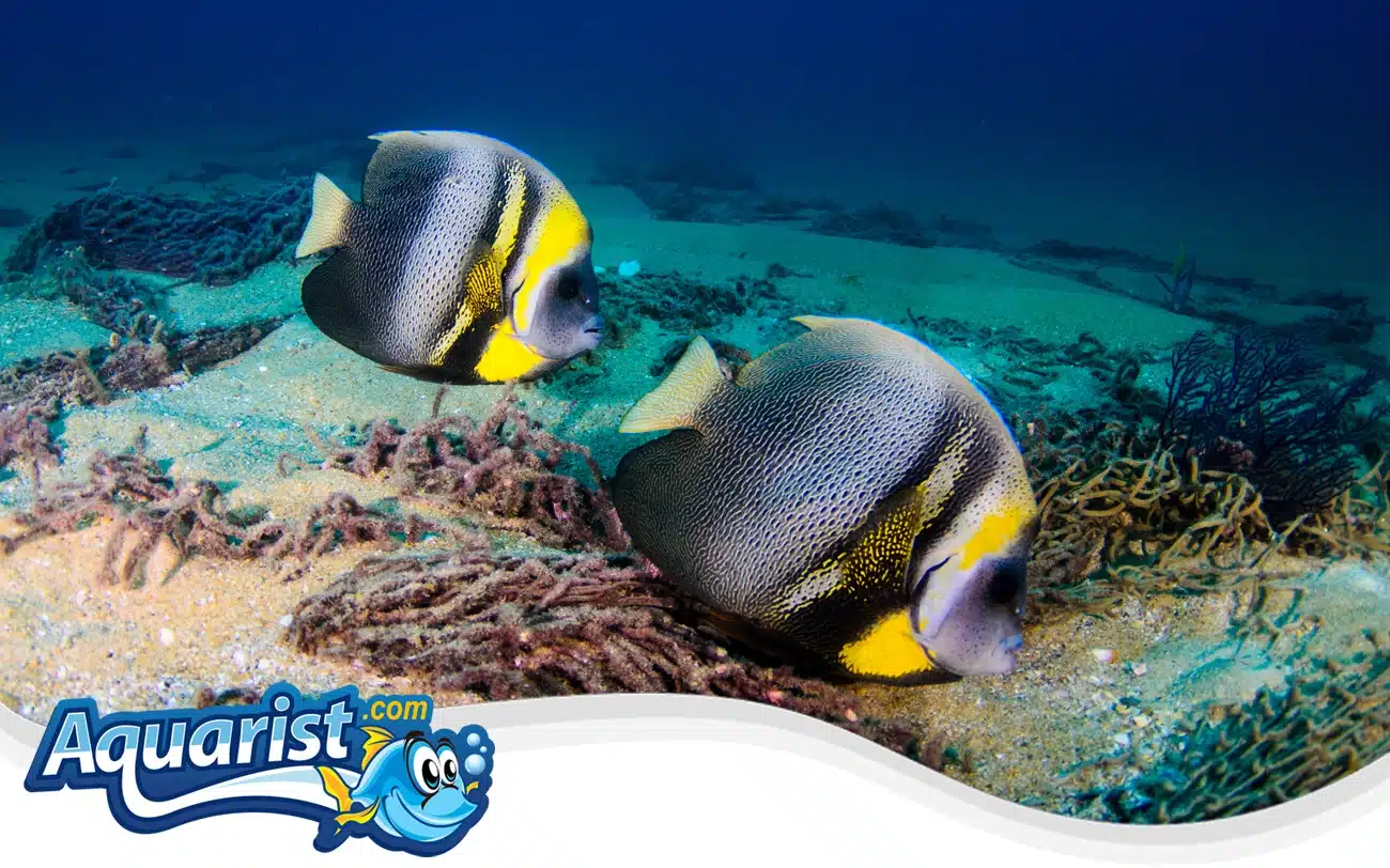 Cortez Angelfish Cortez Angelfish