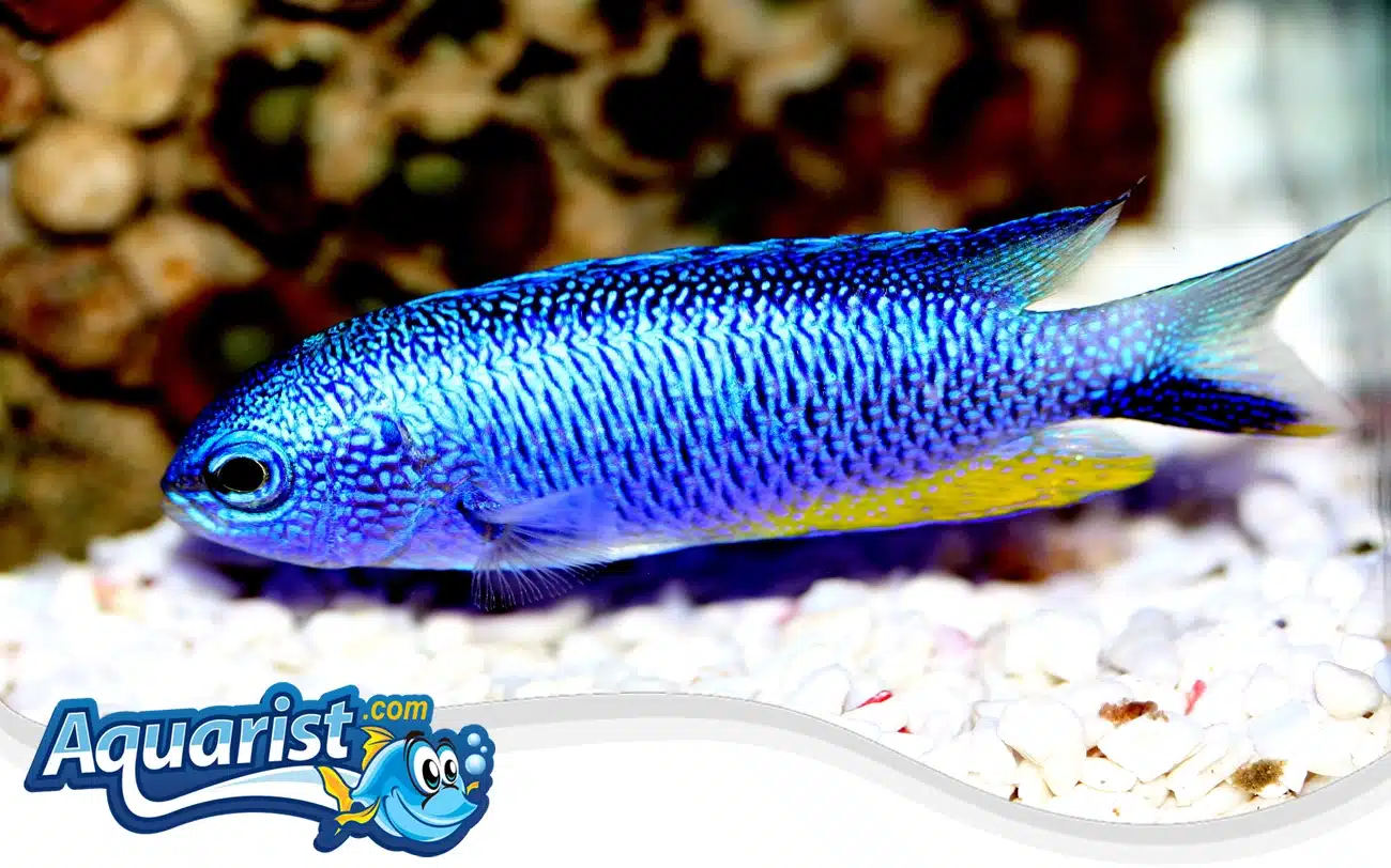 Allen's Damselfish