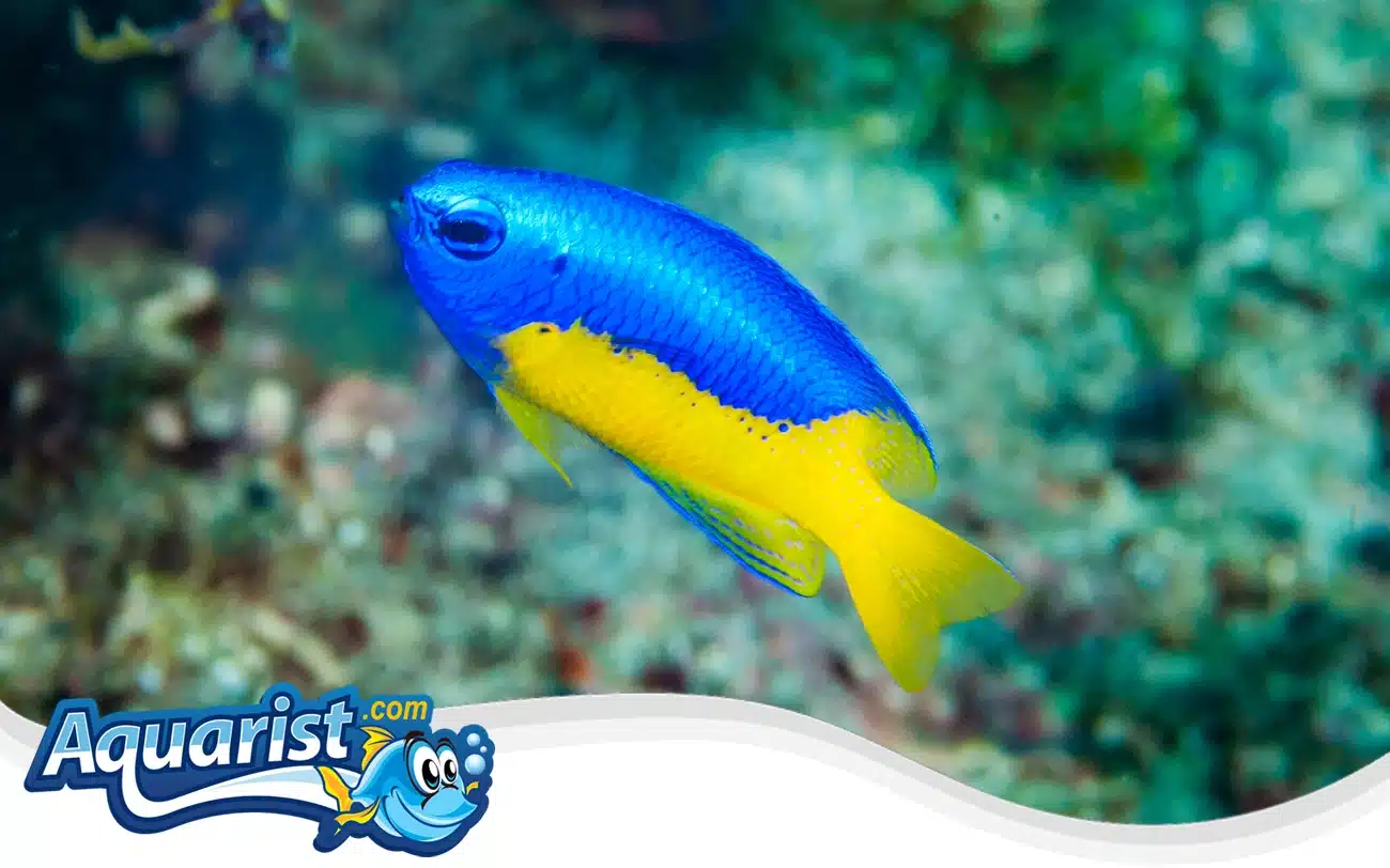 Goldbelly Damselfish Goldbelly Damselfish