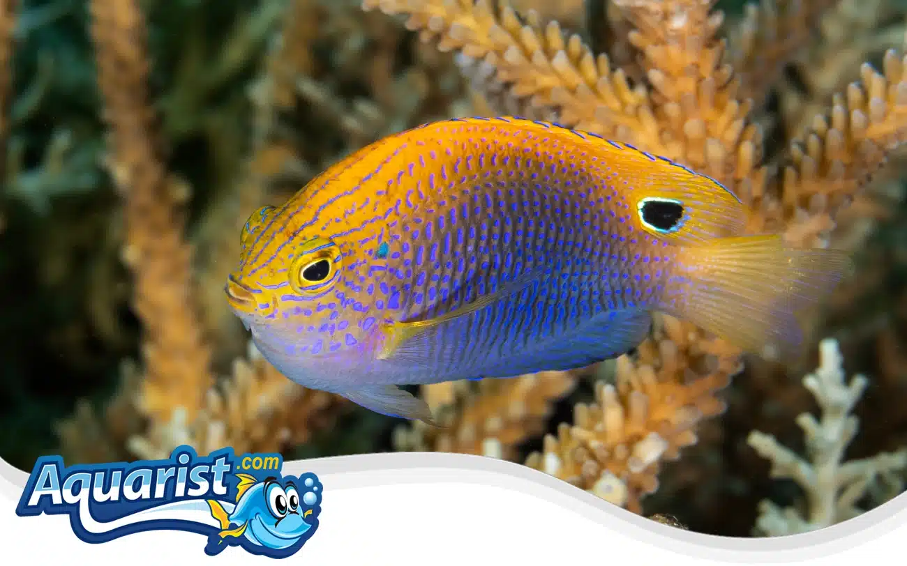 Princess Damselfish Princess Damselfish