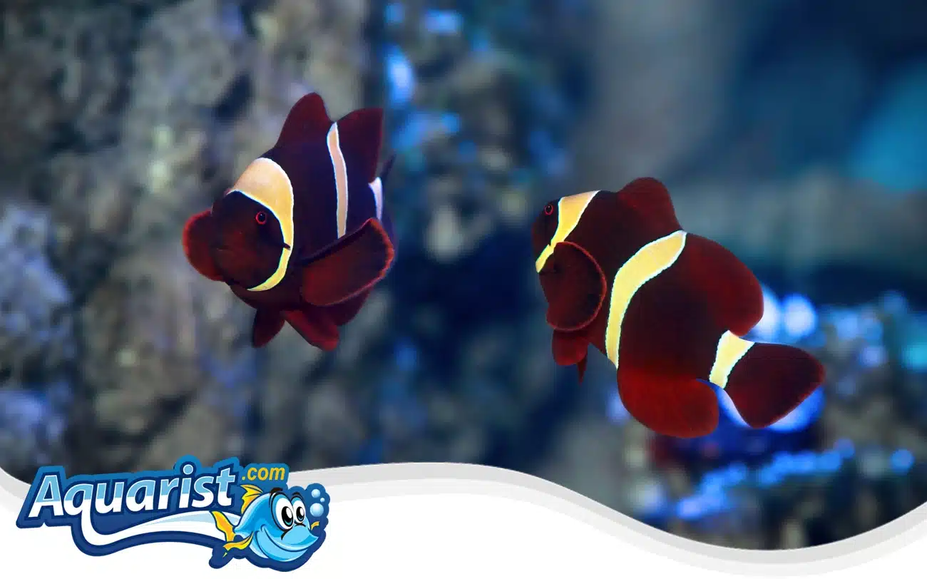 Maroon Clownfish Maroon Clownfish