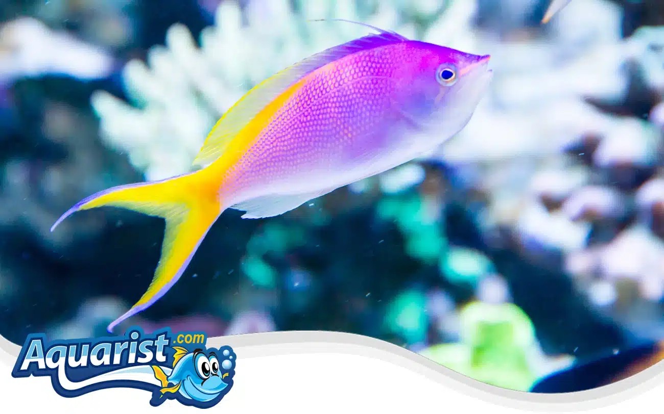 Bartlett’s Anthias Bartlett’s Anthias