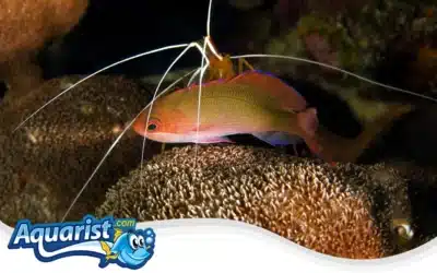 Cooper’s Anthias