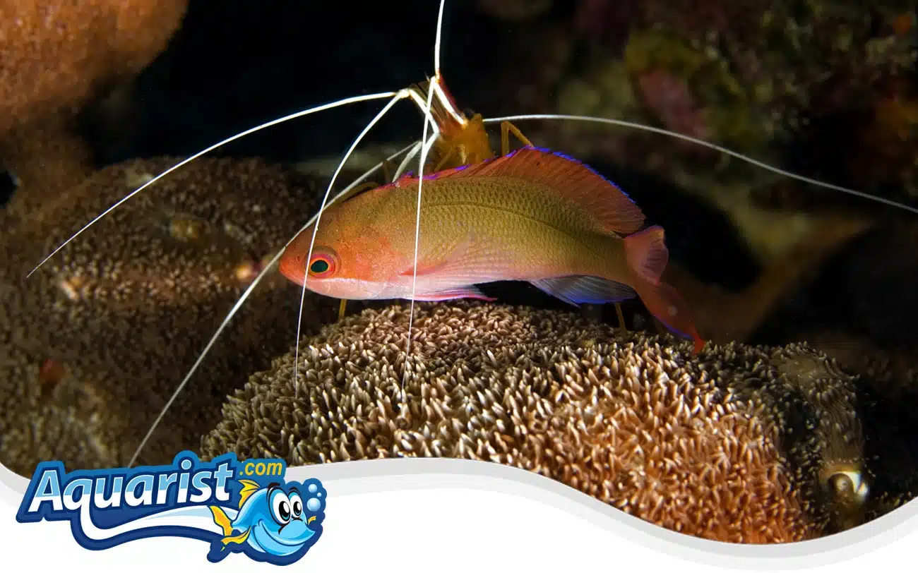 Cooper's Anthias