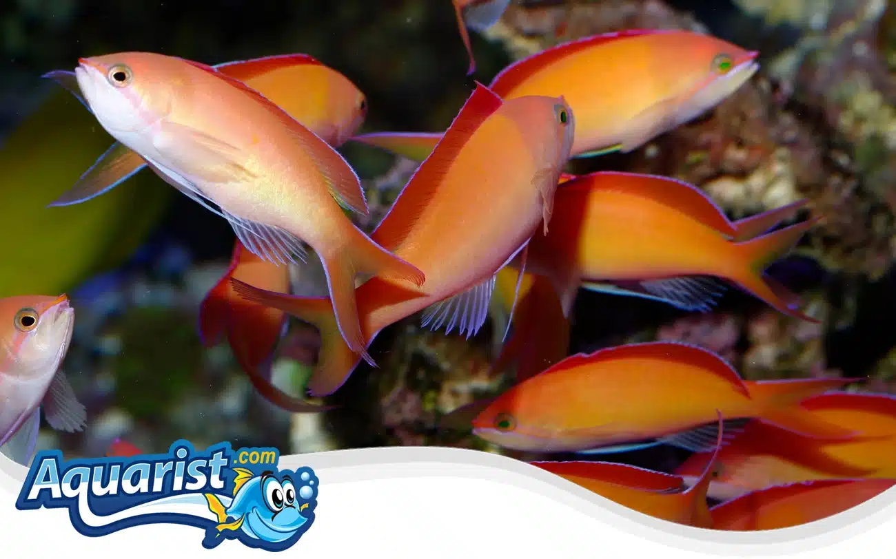 Dispar Anthias (Male)