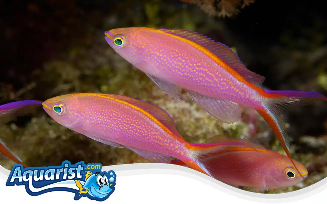 Princess Anthias Princess Anthias
