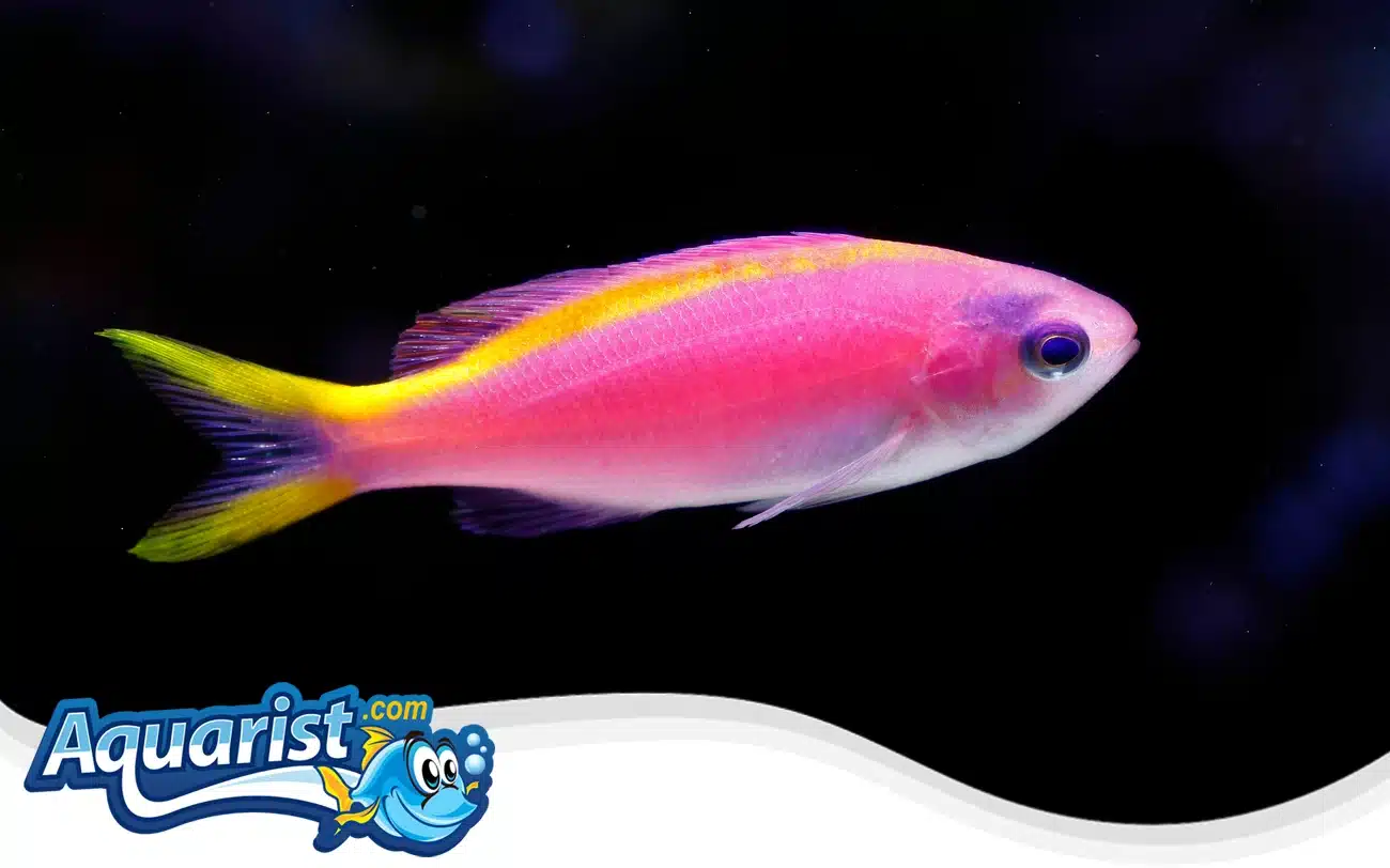 Yellowstripe Anthias Yellowstripe Anthias