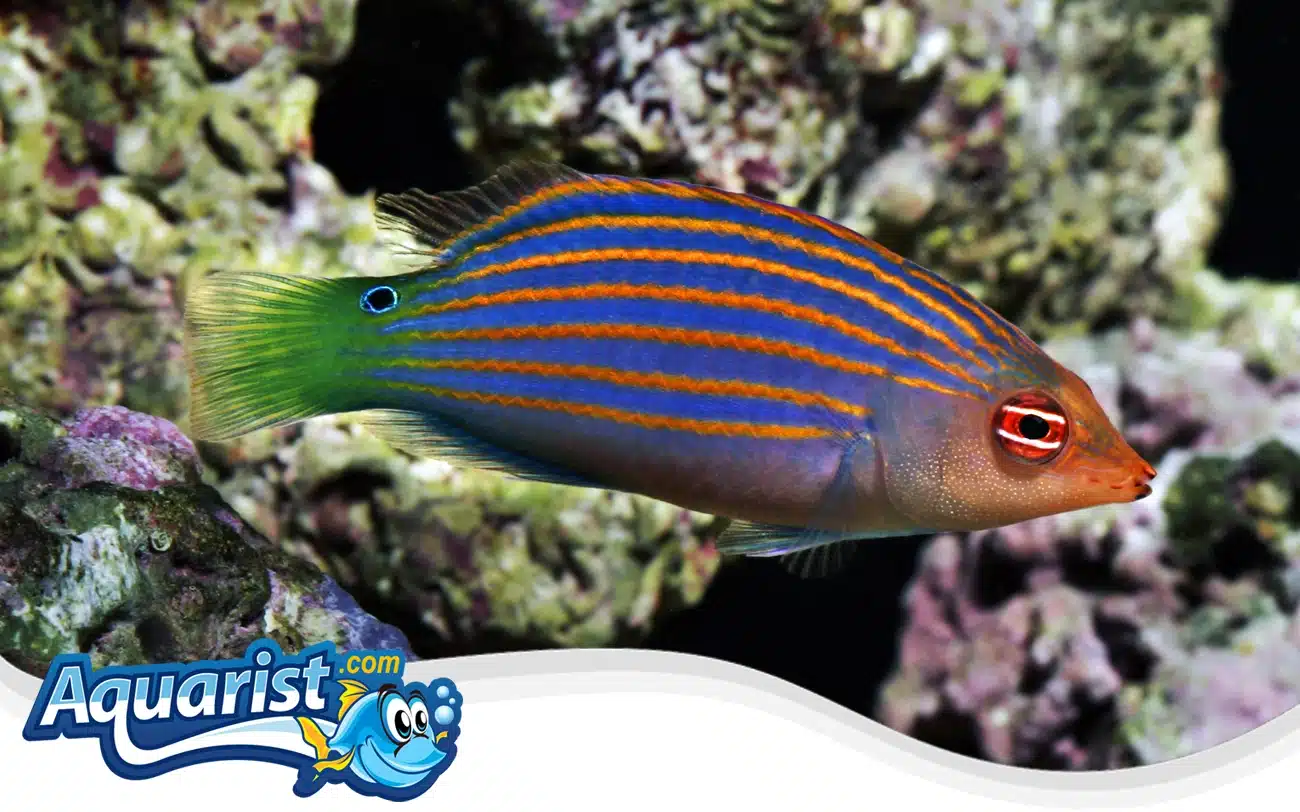 Sixline Wrasse Sixline Wrasse