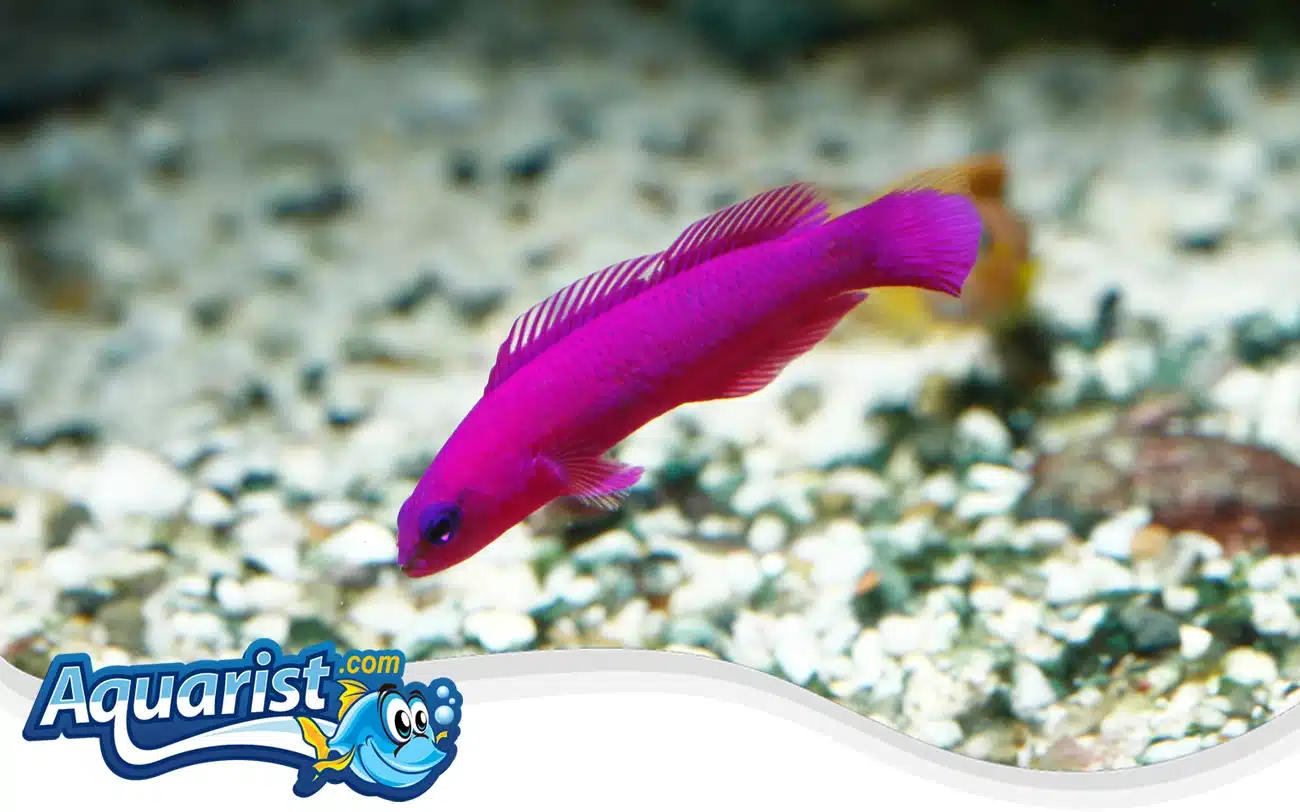 Orchid Dottyback Orchid Dottyback