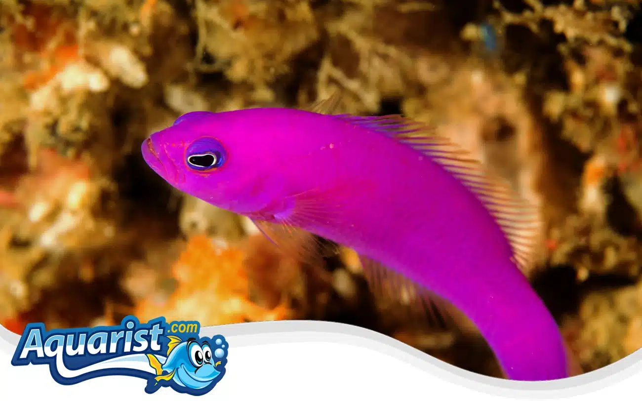 Magenta Dottyback Magenta Dottyback