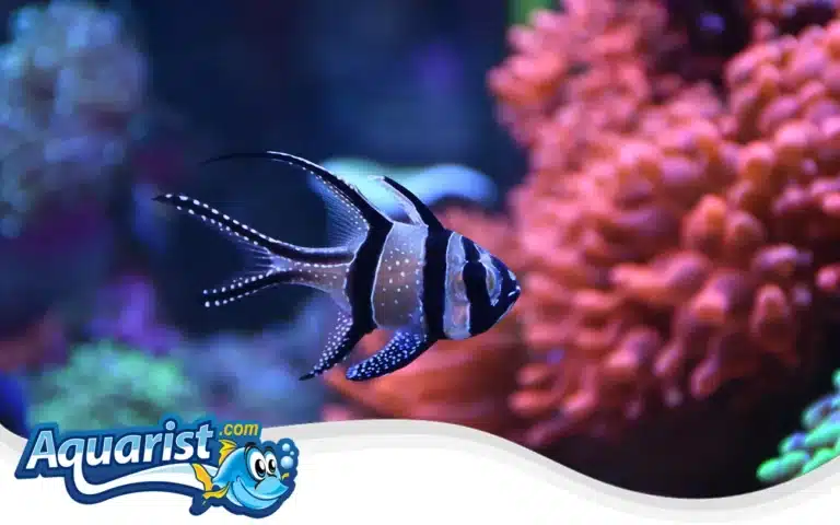 Banggai Cardinalfish (Pterapogon kauderni)