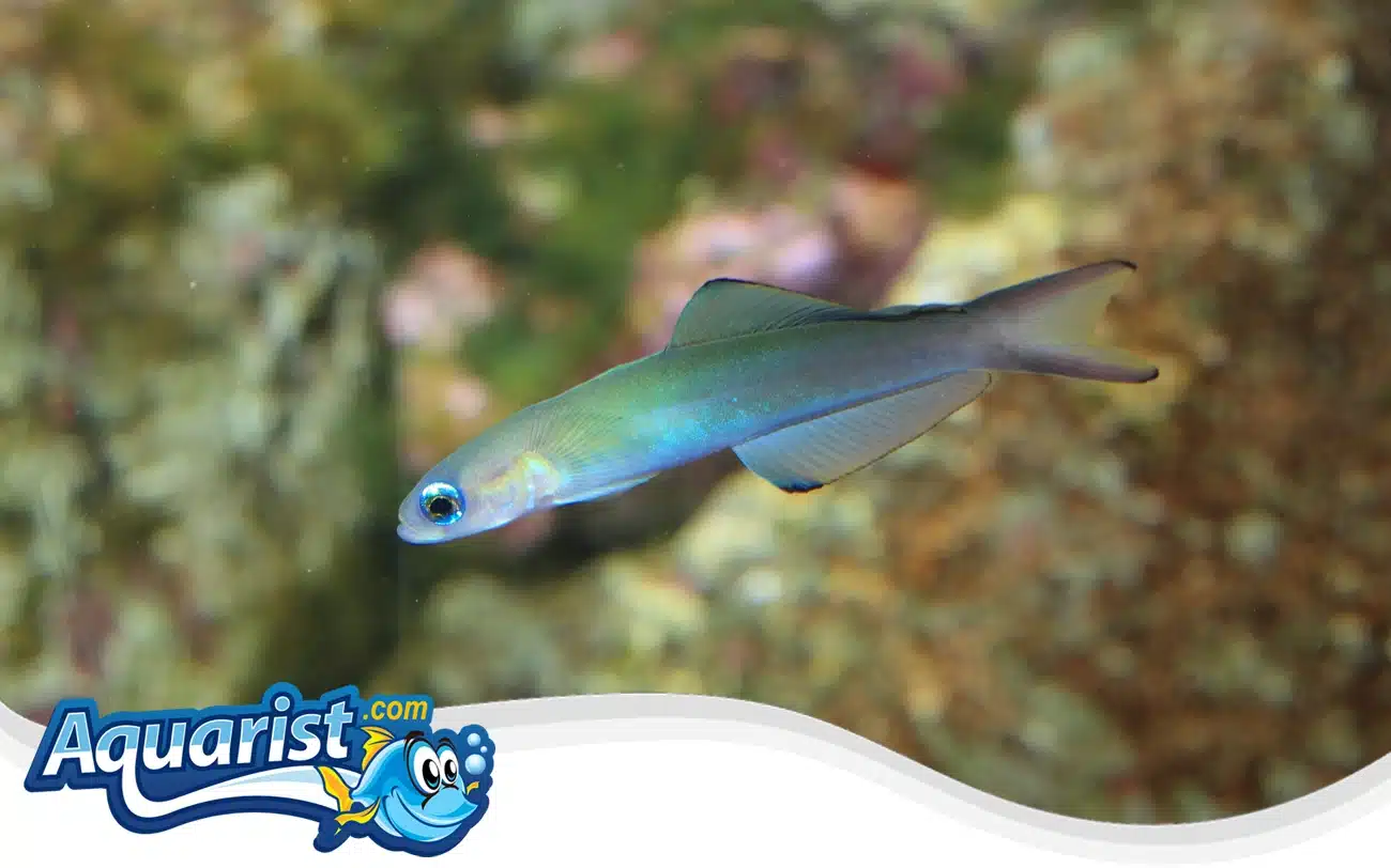 Blue Gudgeon Blue Gudgeon