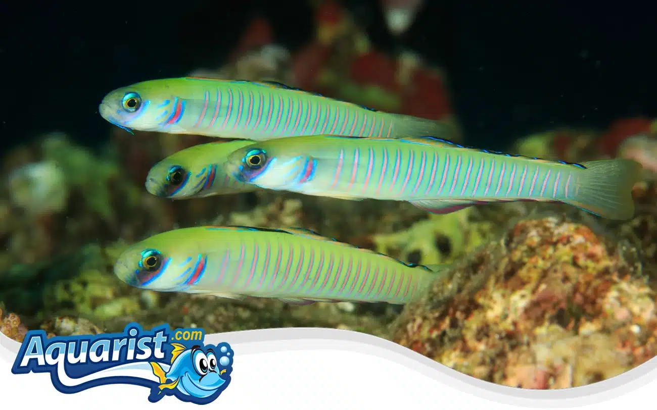 Zebra Dartfish Zebra Dartfish
