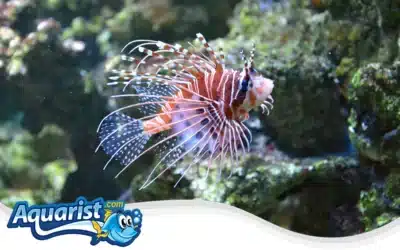 Antennata Lionfish