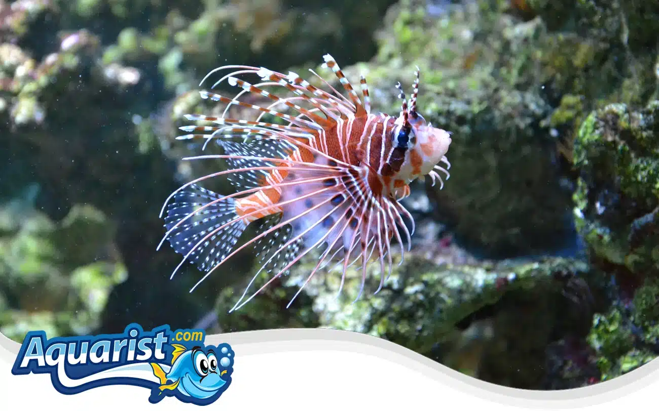 Antennata Lionfish