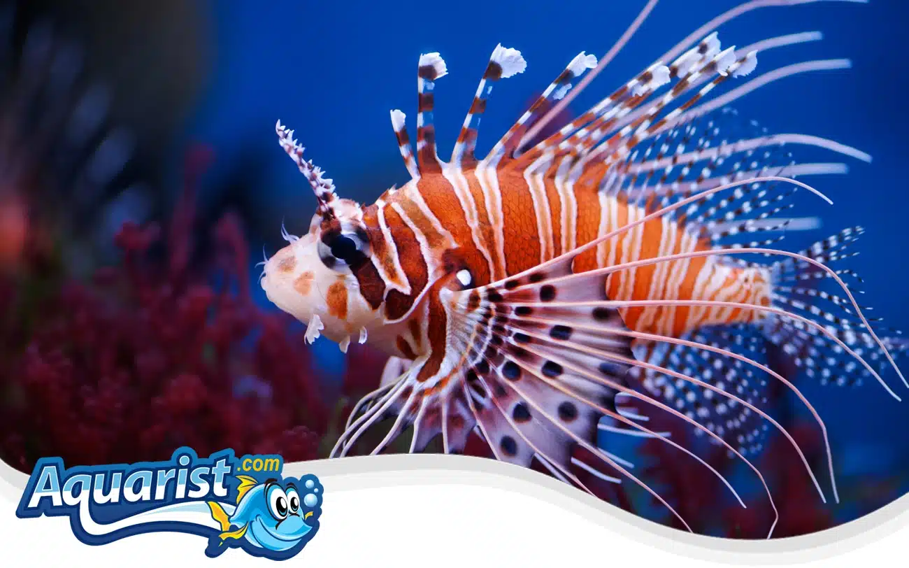 Mombasa Lionfish Mombasa Lionfish