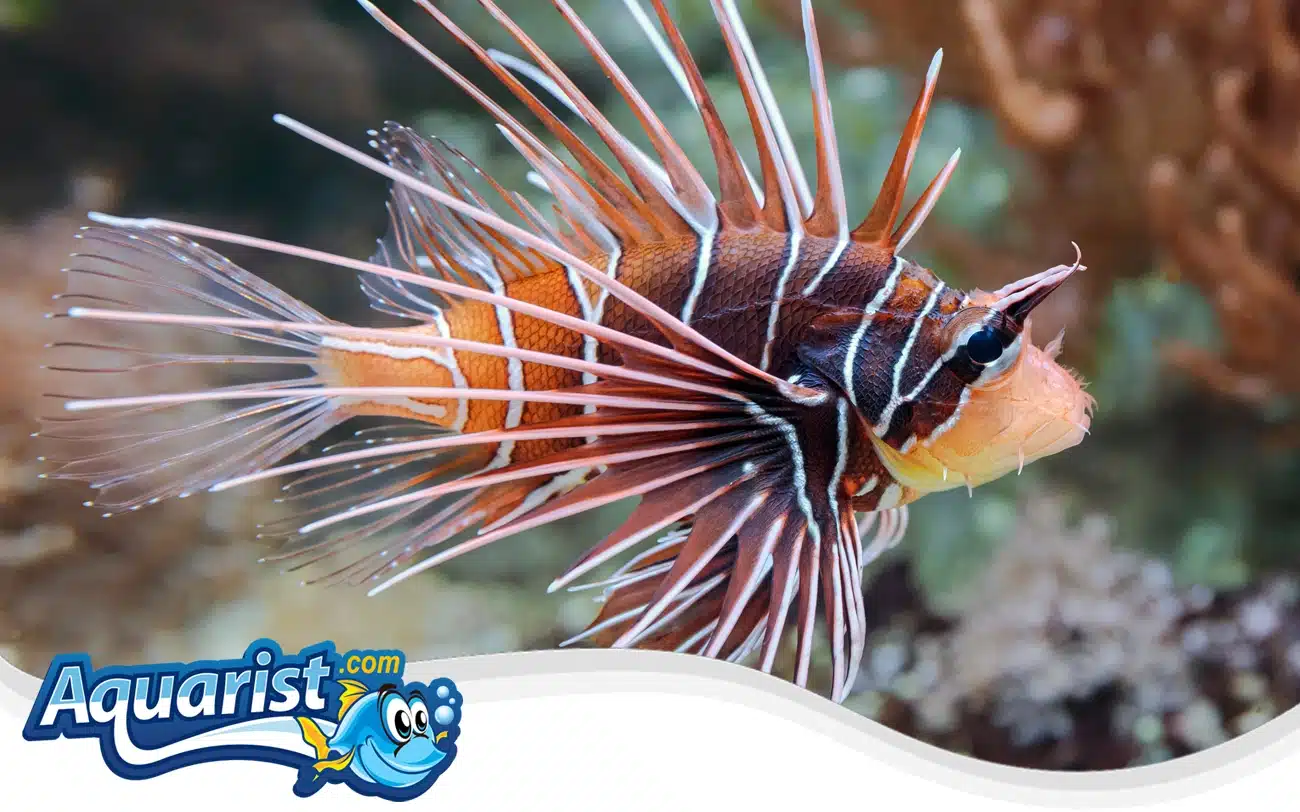 Radiata Lionfish Radiata Lionfish