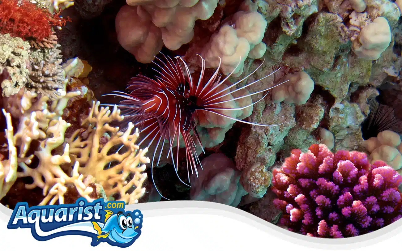 Russell’s Lionfish Russell’s Lionfish