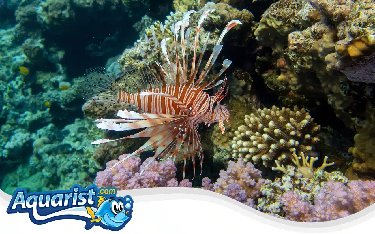 Red Lionfish Red Lionfish