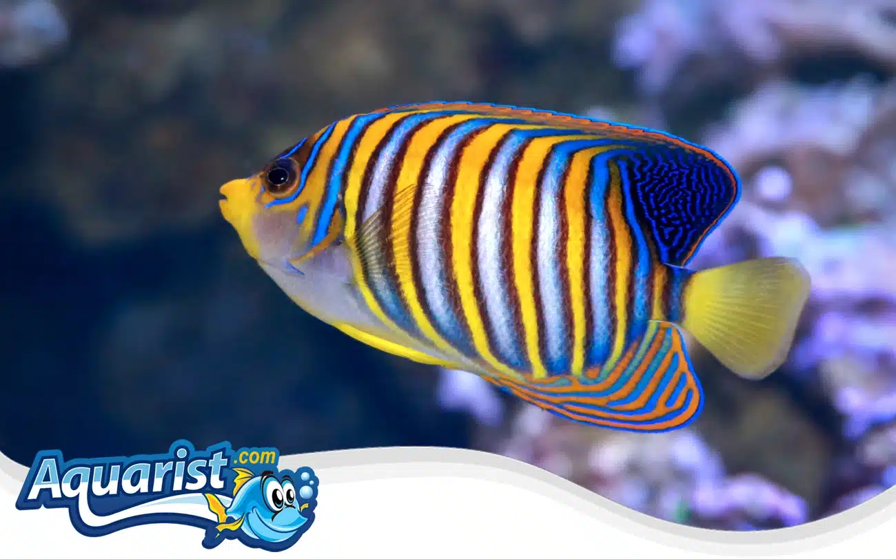 Regal Angelfish Regal Angelfish