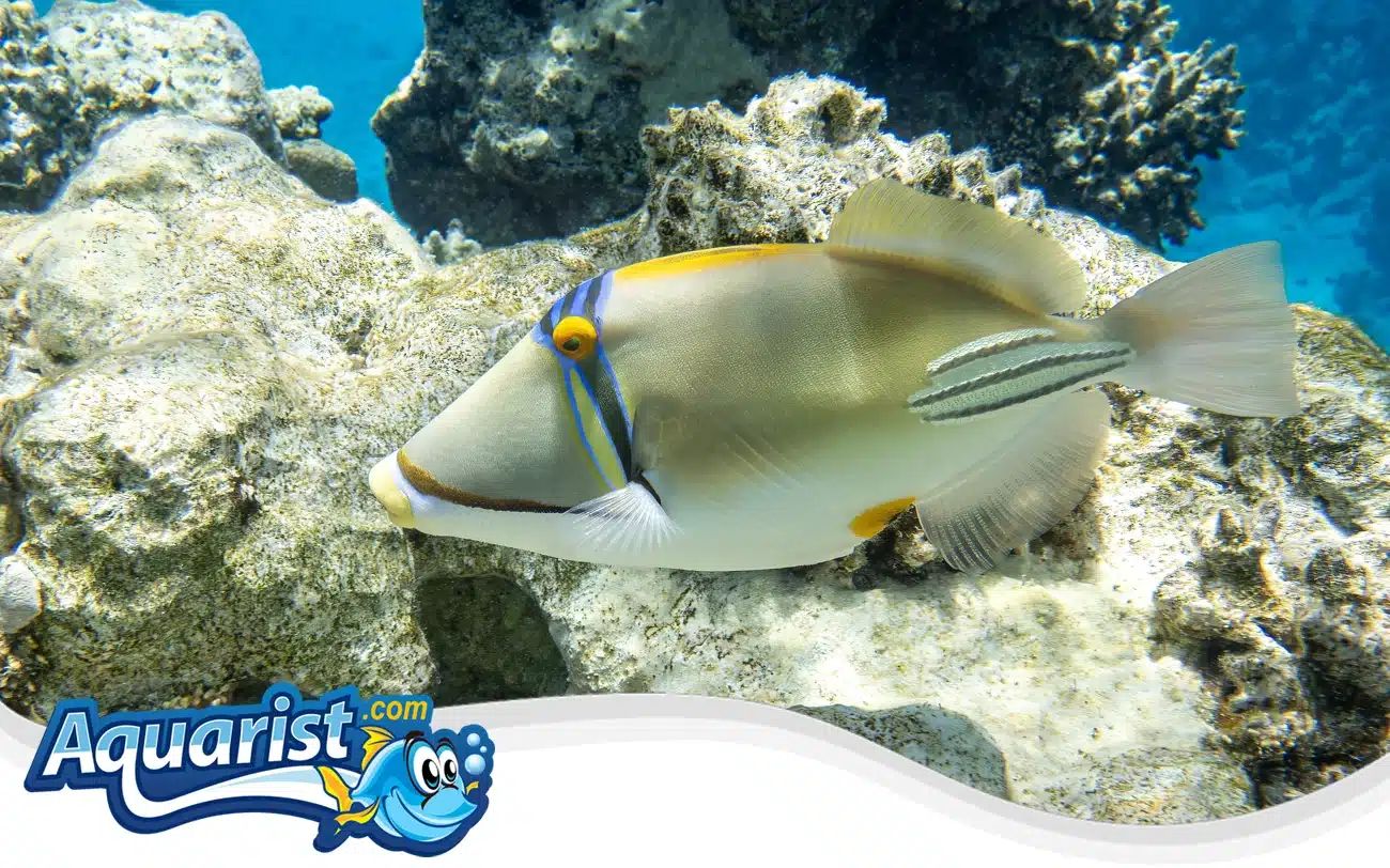 Arabian Picasso Triggerfish Arabian Picasso Triggerfish