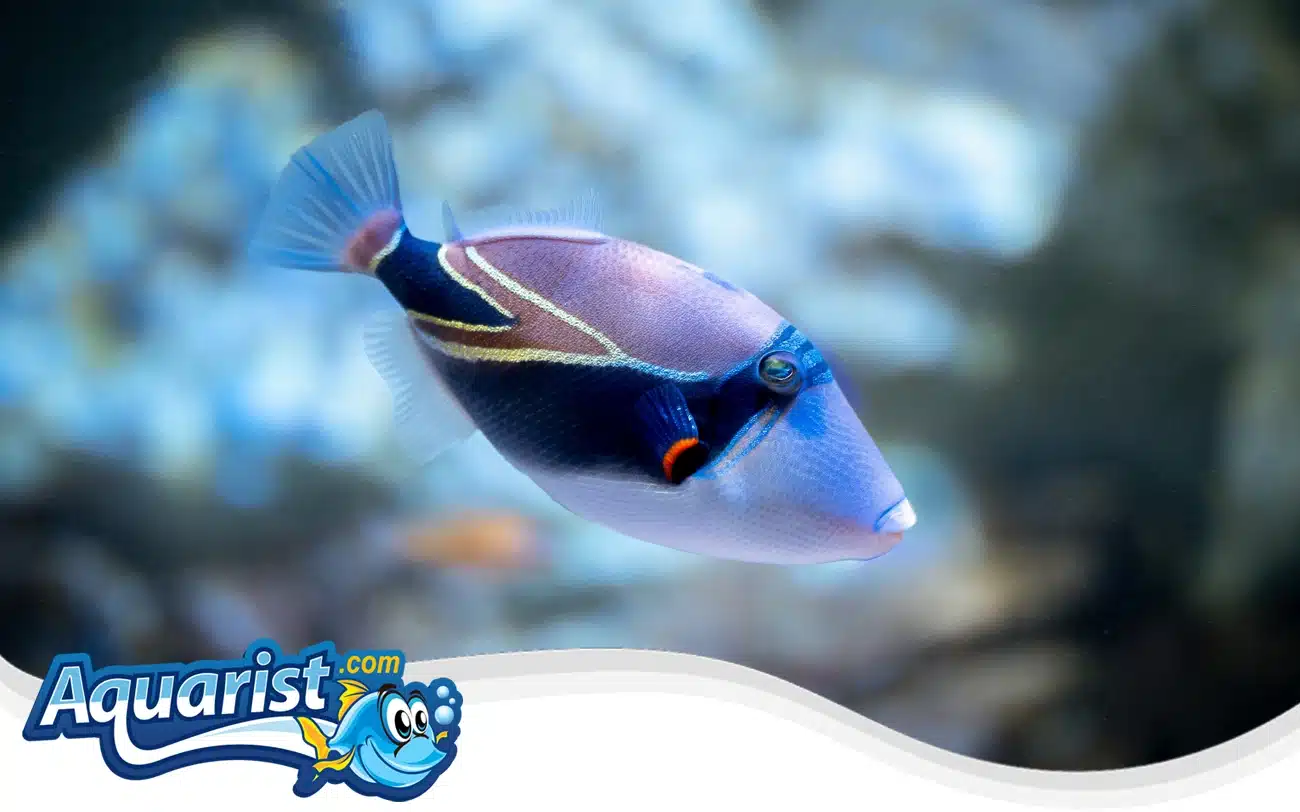 Rectangle Triggerfish Rectangle Triggerfish