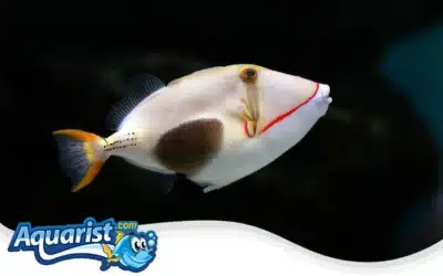 Blackbelly Triggerfish