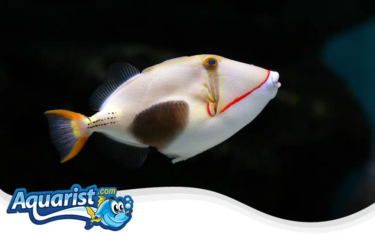 Blackbelly Triggerfish